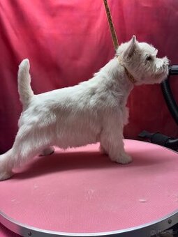 west highland white terrier