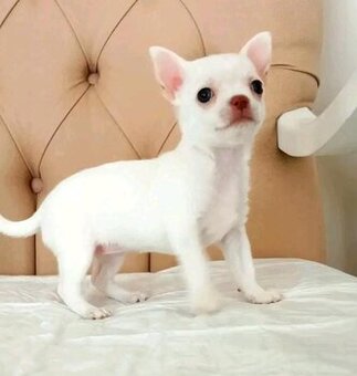 Szczenięta rasy chihuahua na sprzedaż.
