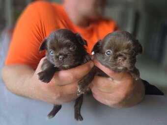 Chihuahua