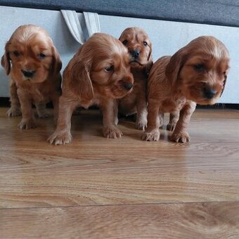 Cocker spaniel angielski