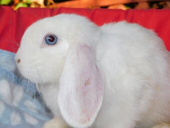 Cudowne baranki mini lop