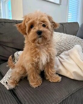 Szczenięta rasy Maltipoo na sprzedaż.