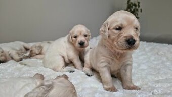 Szczenięta Golden retriever