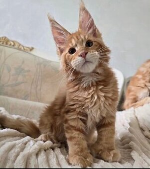 Kocięta rasy Maine Coon do adopcji.