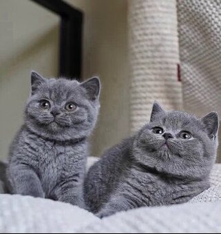 Kocięta brytyjskie krótkowłose do adopcji.