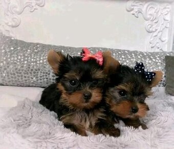 Szczenięta rasy yorkshire terrier na sprzedaż.