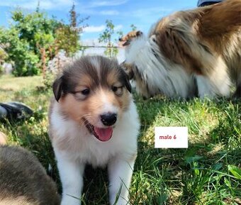 Owczarek szkocki collie FCI - szczeniak