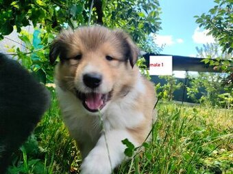 Owczarek szkocki collie FCI - szczeniak