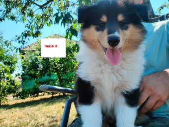 Owczarek szkocki collie FCI - szczeniak