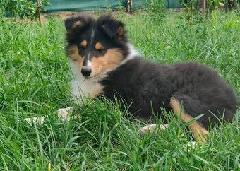 Owczarek szkocki collie FCI - szczeniak