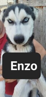 Syberiany husky