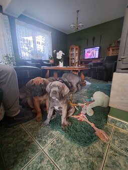 Urocze Cane Corso