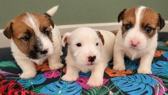 Jack Russell Terrier Szorstkowłosy