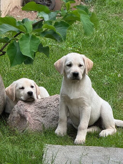 Labrador Retriver