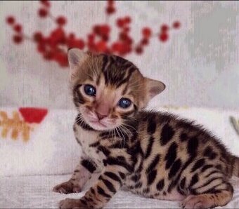 Kocięta bengalskie do adopcji.