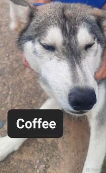 Suczki syberiany husky