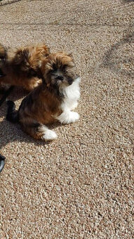 Szczenięta Lhasa Apso na sprzedaż