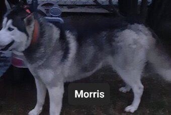 Krycie syberian husky
