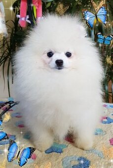 Szpic miniaturowy pomeranian piękne szczenięta.