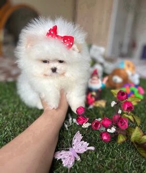 Pomeranian do adopcji.