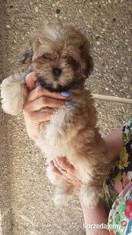 Lhasa apso kuzyn shih tzu