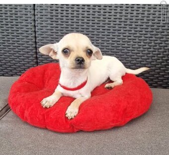 Chihuahua malutki kremowo biały piesek