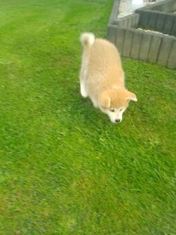 Szczeniak Akita Inu