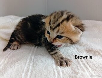 Cudowne Kocie Maleństwa Szkockie Szynszyle