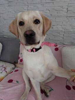 Sprzedam labradora biszkoptowego