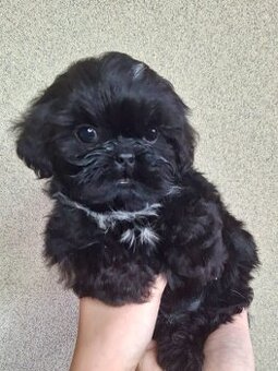 ShihTzu piesek Gotan