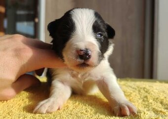 Szczeniak BORDER COLLIE z prof. Hodowli, Pies z pełną dok.