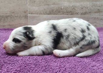 Rasowy pies bluemerle Border Collie z pełną dok. przebadani