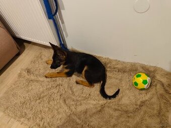 Owczarek Niemiecki krotkowlosy