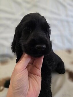Cocker spaniel angielski Moris Mambo