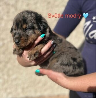 Beauceron