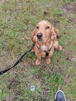 Cocker Spaniel Angielski
