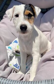 Parson Russell Terrier szczeniak z rodowodem