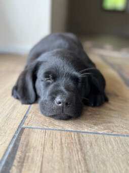 Labrador czarne ZKwP (FCI) szczenięta po Championie, suczki