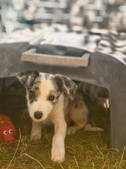 Border collie użytkowe