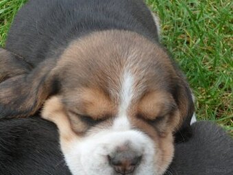 Szczenięta beagle rodowodowe ZKwP/FCi