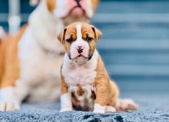 Szczenięta Amstaff