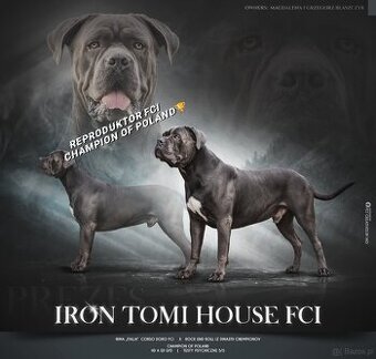 CANE CORSO Champion Reproduktor