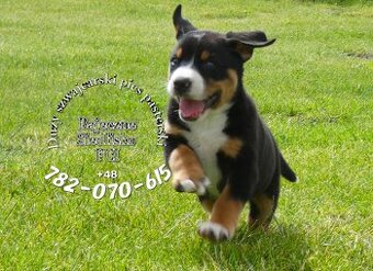 Duży Szwajcarski Pies Pasterski szczeniaki po championie FCI