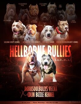 American bully XL s PP