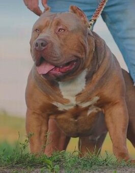 American bully XL s PP