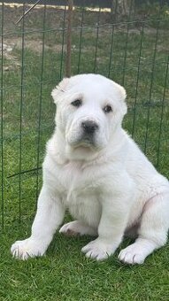 Owczarek środkowoazjatycki alabai