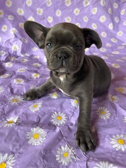 Buldog francuski blue