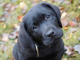 Labrador retriever,   czarny piesek ZKwP/ FCI