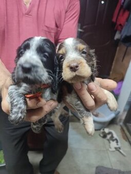 Sprzedam Cocker spaniel angielski