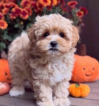 Maltipoo do adopcji.